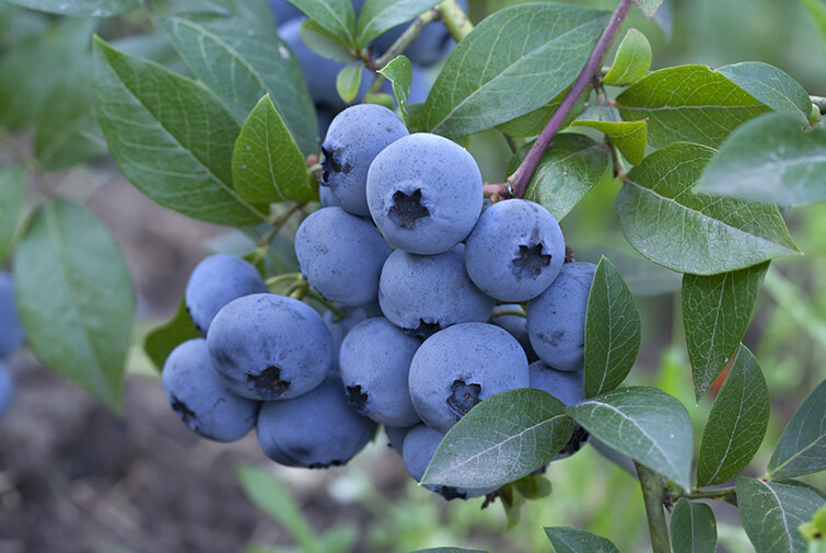 Blueberries