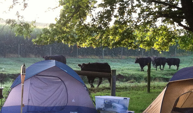 Cattle in a field