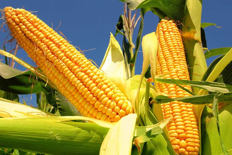 Cobs of corn