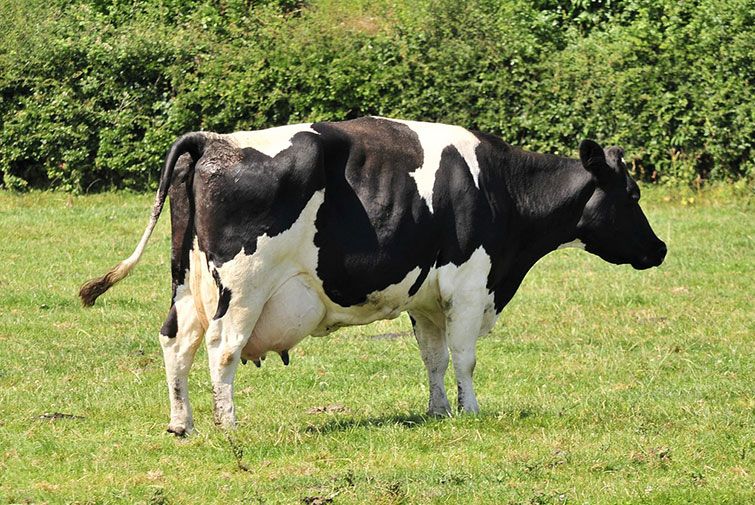 Cow in field